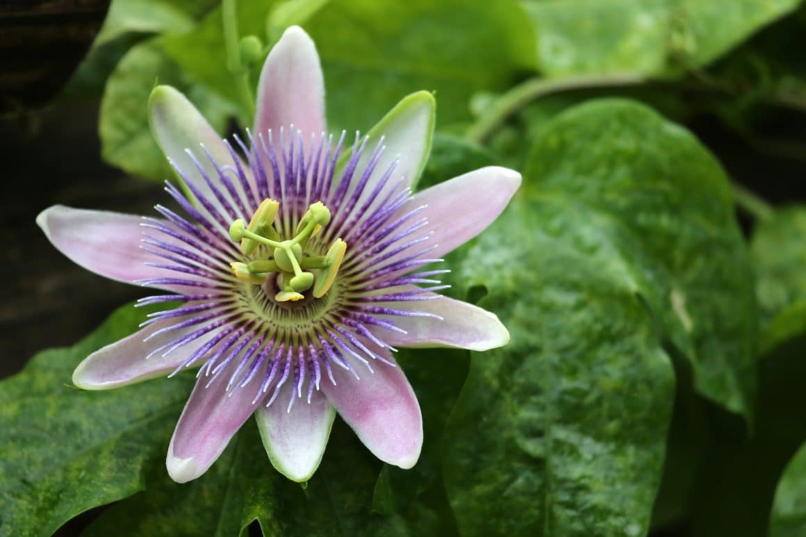 11 Flowering Plants You Can Grow From Cuttings One Does Simply Cook!